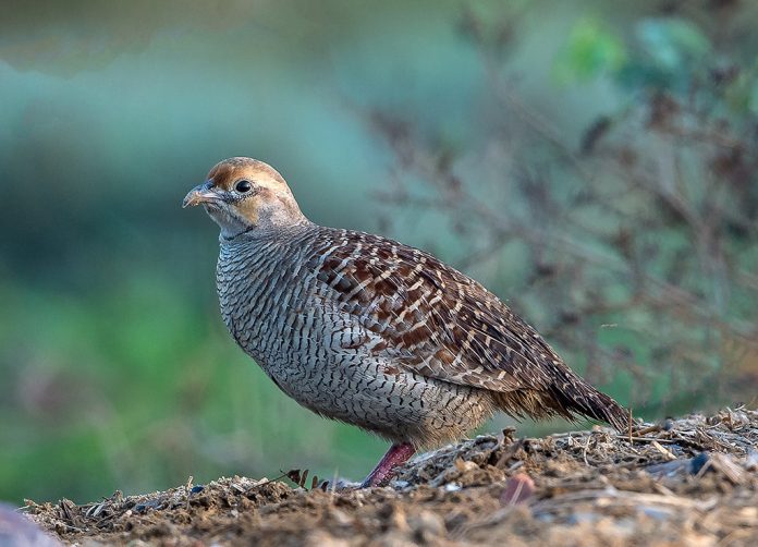 The grey francolin sound is a bit loud and repeated Kaa-tee-taar...tee-tarr, that is given by one or more birds, also known as teetar ki awaz The grey francolin sound is a bit loud and repeated Kaa-tee-taar...tee-tarr, that is given by one or more birds, also known as teetar ki awaz