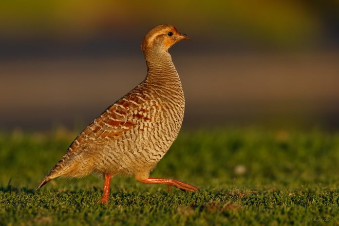 The grey francolin sound is a bit loud and repeated Kaa-tee-taar...tee-tarr, that is given by one or more birds, also known as teetar ki awaz