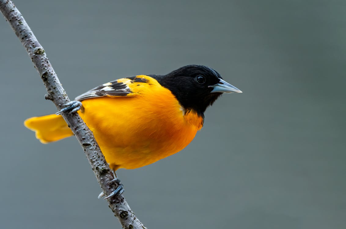 The Melodious Baltimore Oriole Song Charismatic Planet