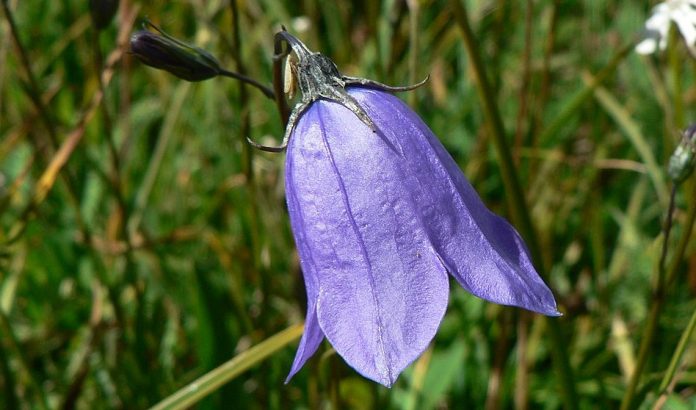 Bellflower is also called Campanula, whatever kind of flower garden you have