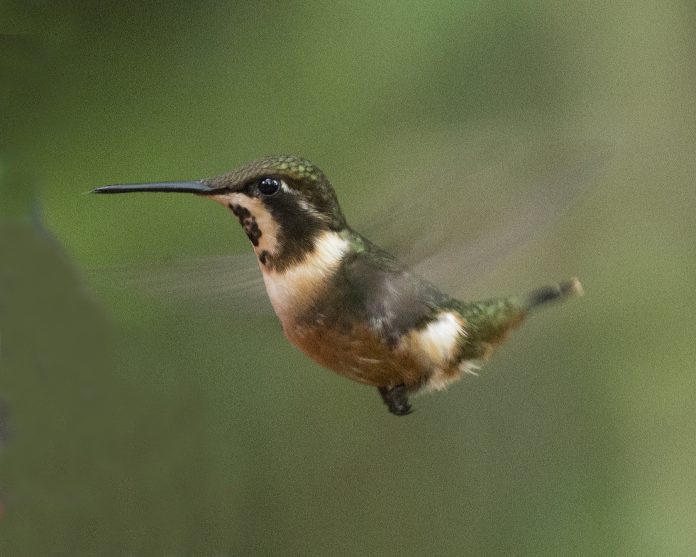 Female purple-throated hummingbird (2)