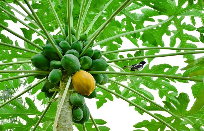 Health Benefits of Papaya Health Benefits of Papaya