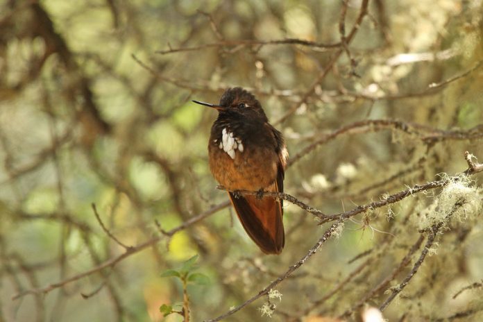 The White-tufted Sunbeam species is a typical sunbeam with a stocky outline, short bill, and mainly dark blackish-brown plumage.