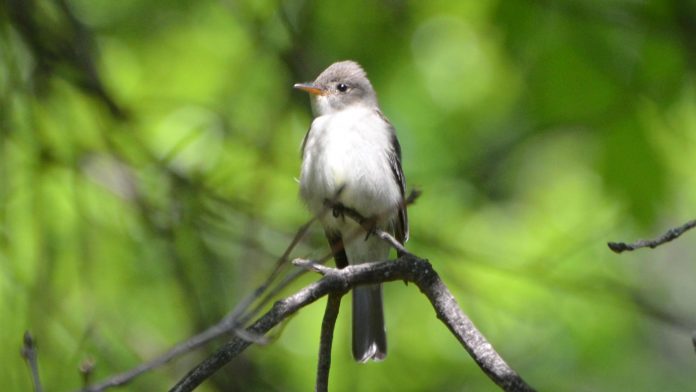 Eastern Wood-Pewee