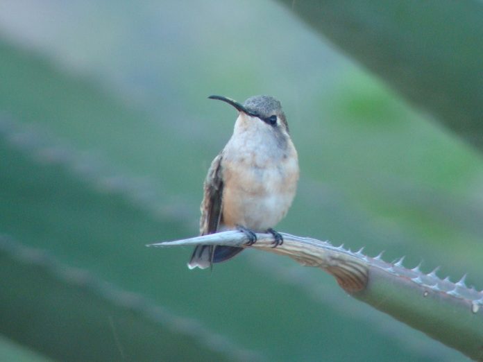 the female hummingbird has a pale throat, underside white buff feathers, and larger with duller plumage.