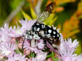 A black Domino Cuckoo Bee with a distinctive spotted pattern of white hairs on the head, thorax, abdomen, and legs.