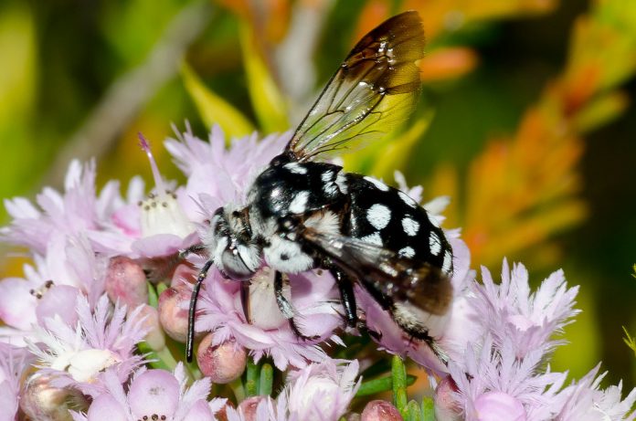 A black Domino Cuckoo Bee with a distinctive spotted pattern of white hairs on the head, thorax, abdomen, and legs.