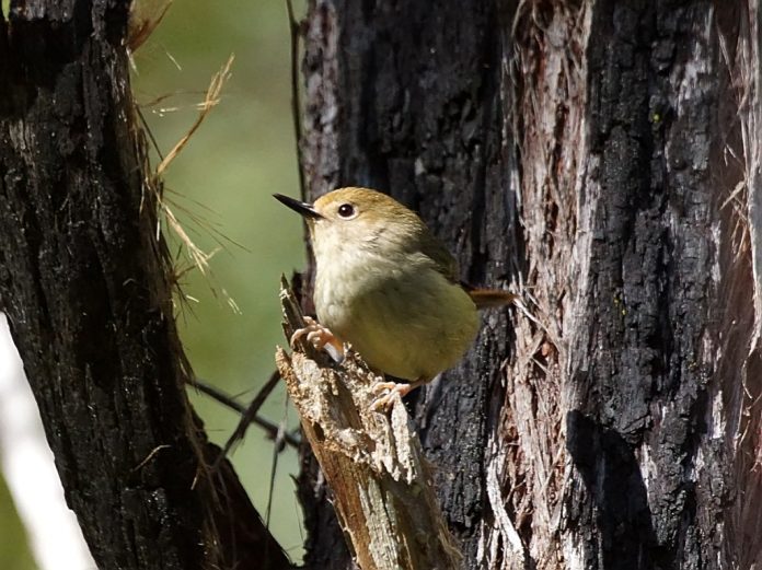Although sedentary and probably territorial when breeding, the scrubwrens commonly band together in small, loose feeding parties of five to ten birds.