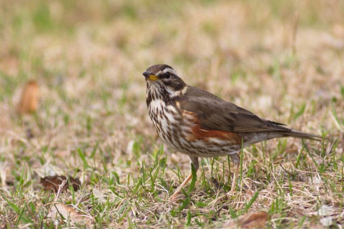 British Redwing