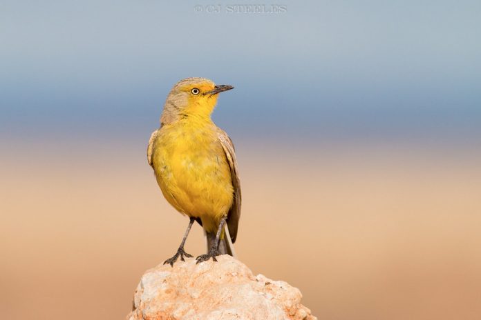 Among Australian chats, Gibberbirds are also complete ground dwellers, feeding, roosting, and nesting there.