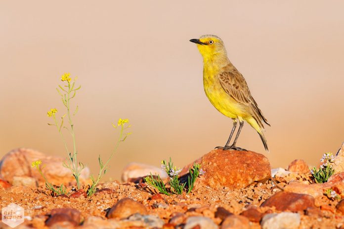 Gibberbird is unique among chats birds. It is a beautiful Australian bird, performed during the breeding season, probably by the male.