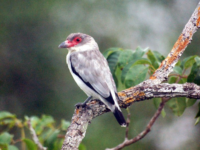 This species has distinctive calls/sounds, including low wet quacks, often in short series, rruk rruk or zzr zzrt and rr-rr-rrk.