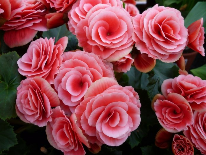 Begonia or Tuberhybridais a genus of perennial flowering plants in the family Begoniaceae.