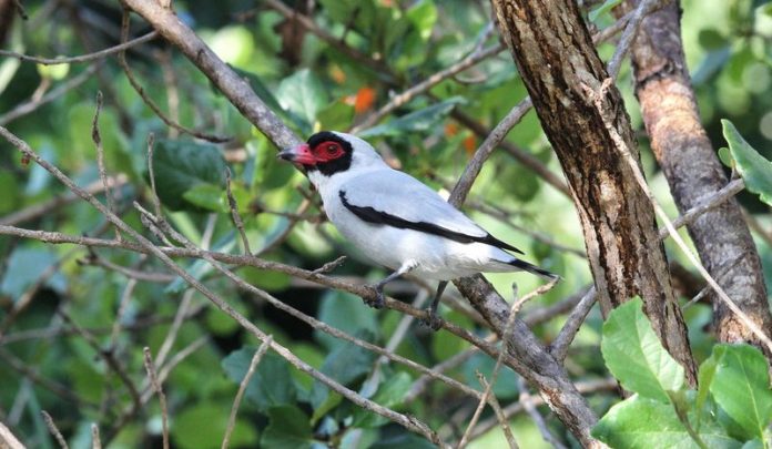 This bird habitat and behavior is woodland, forest and edge, adjacent semi-open areas with hedgerows and fruiting trees.