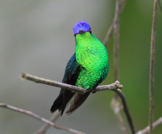This attractive hummingbird is bright, glistening green with (in the male) a deep violet cap that reaches just short of the nape.