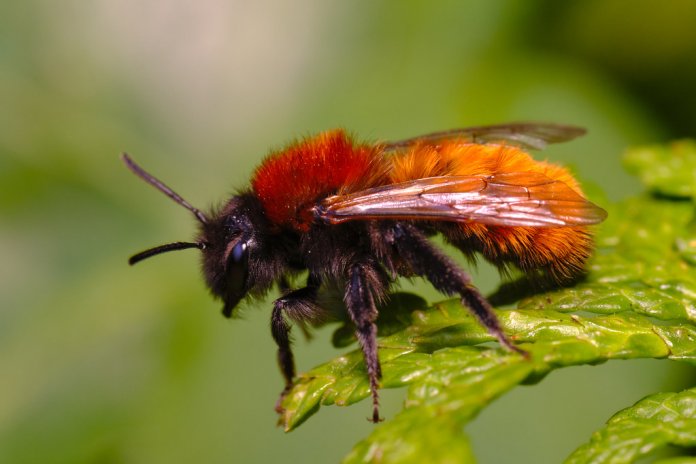 Tawny Mining Bee food is a wide range of plants including weeds, garden plants, shrubs, and trees.