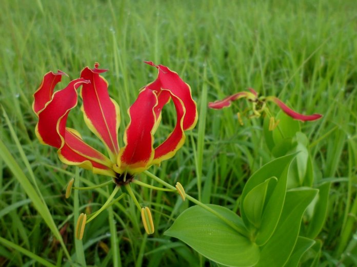 Gloriosa superba usually multiplies by corm and seeds but due to low germination capability, it restricts regeneration.