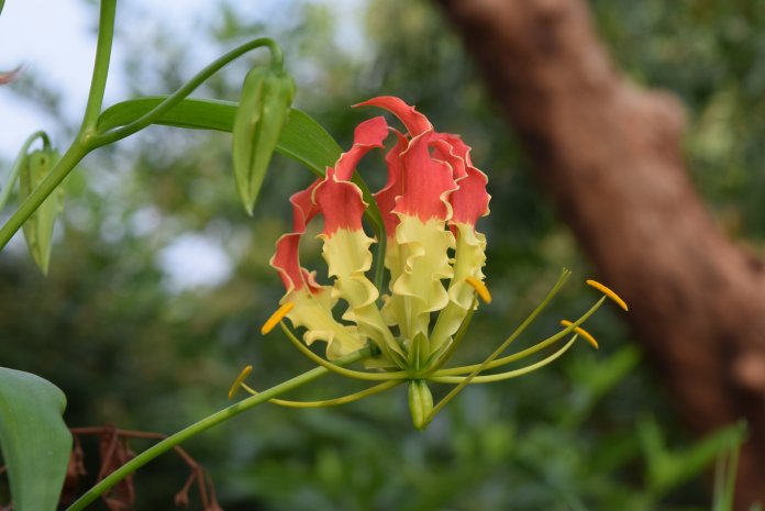 The tubers of Gloriosa Superba closely resemble the yams of the sweet potato.
