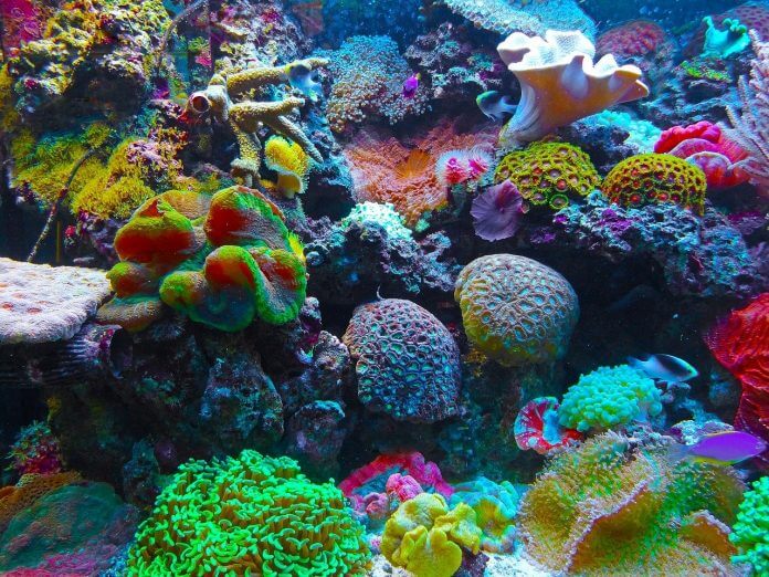 Coral Reef Destruction trend is that reefs tend to be most protected along the coasts of developed countries & serious jeopardy in developing
