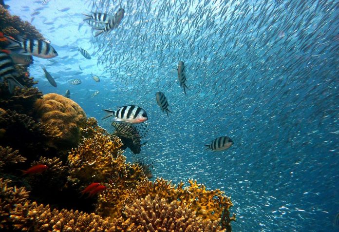 Furthermore, the biggest problems for reefs come from the water and its contents.