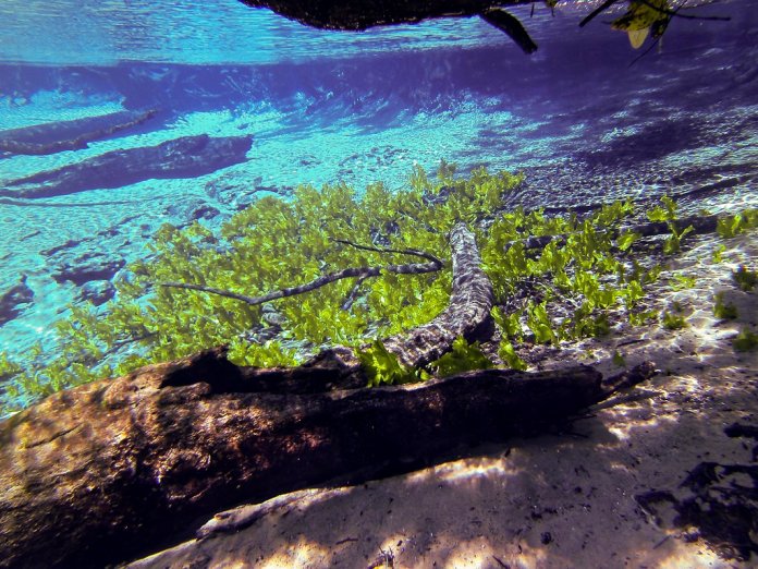There is no evidence of any alligator in the Cypress Spring, as due to shallow, cold and crystal clear water prevent alligators.