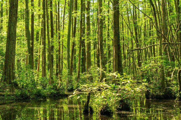 The beauty of Cypress Spring is there water remains 70 degrees Fahrenheit round the year.