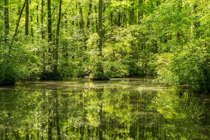 Many tours companies offer the eco tours in economical rates to visit the diverse landscapes of this natural beauty.