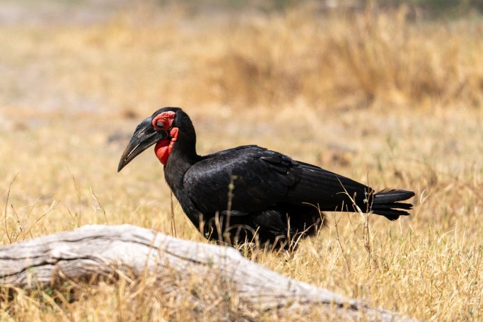 Ground Hornbill is entirely carnivorous; prefer to eat reptiles (including tortoises), frogs, snails, lizards, rodents, snakes, mealworms, insects; also mammals up to the size of a hare.