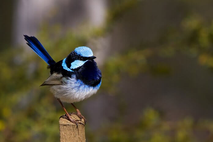 Superb Fairy-wren call is staccato prip-prip or downwards trill in contact