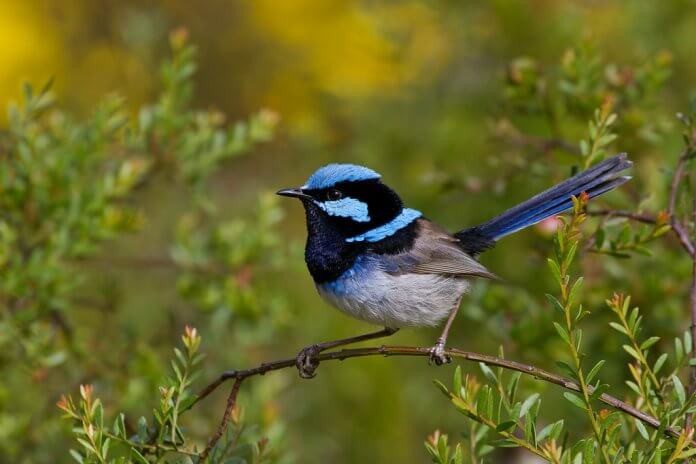 Its vibrant colors have made the Superb Fairy-wren one of the most popular and familiar of Australia's birds.