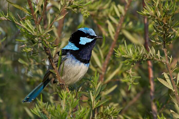These Fairy-wrens are socially monogamous and sexually promiscuous.