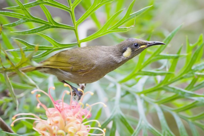 Graceful Honeyeater is the Australian third member of Meliphaga, a group of rainforest-inhabiting honeyeaters.