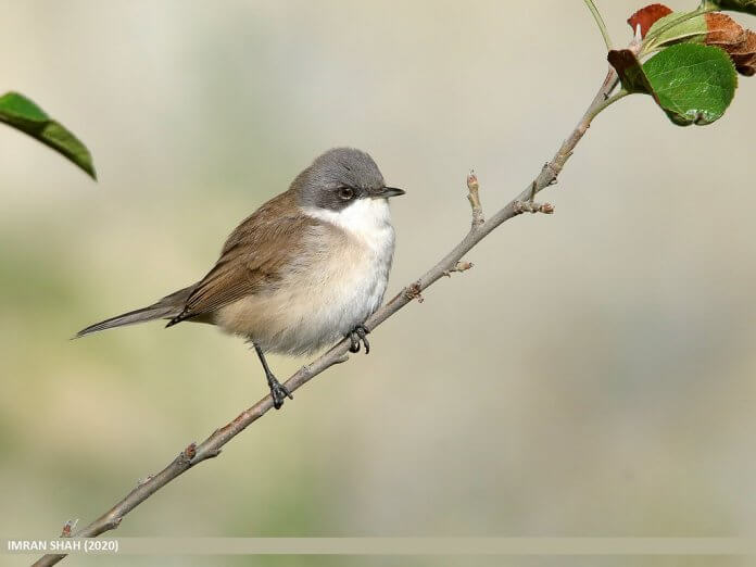 The common white throat is mostly found in open cultivation, with bushes for nesting.