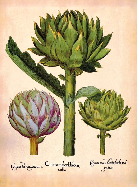 The artichoke was derived from the wild cardoon through a process of cross-fertilization, a technique already well known and well-practiced in the Middle East.