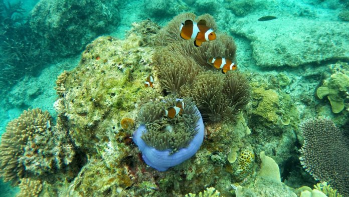 Nature curious maybe wanted to know, what is the Life on a Coral Atoll Facts? Because the soil of a coral atoll is basically limestone, few species of plants can live there.