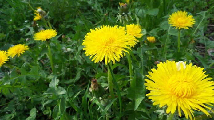 Dandelion salads should be on the menu for those suffering from skin or joint problems, fatigue, circulatory disorders, or cancer.
