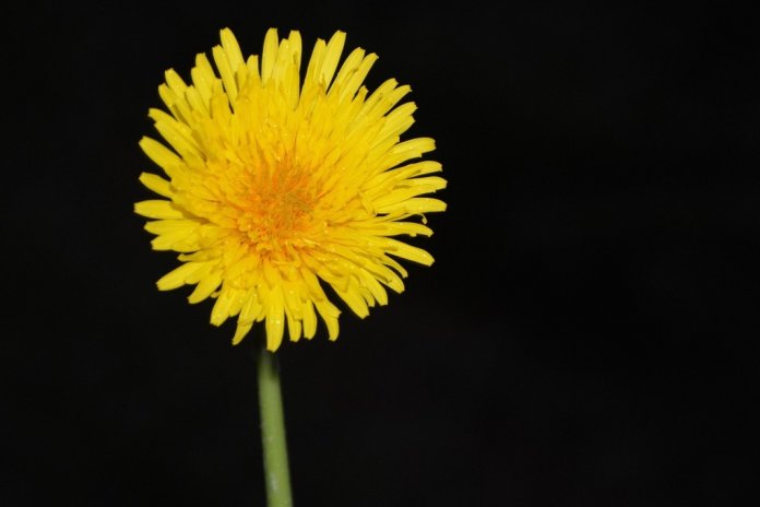 The French people also called it “Pee the Bed” used for some commercial products. Dandelion Herbs benefits are far more than kale or spinach.
