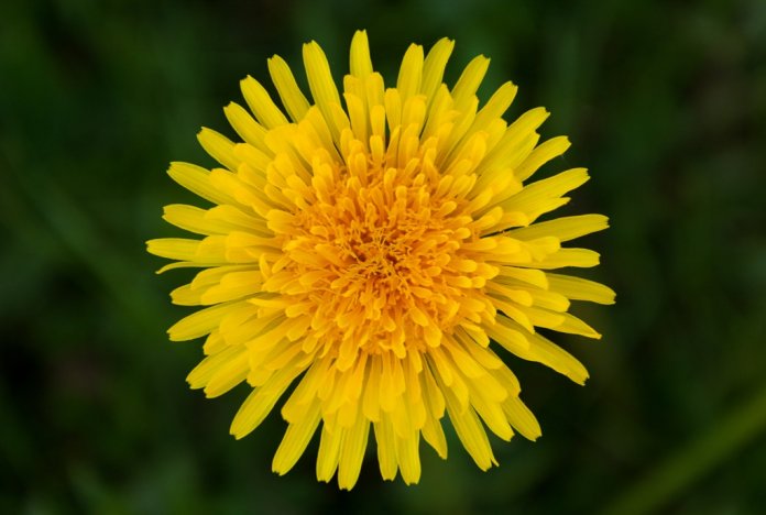 From many centuries Dandelion Herbs Benefits is unlimited to every human being. Dandelion Herbs are also known as Taraxacum spp.,