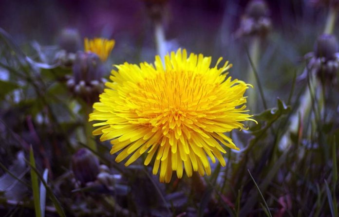 Dandelion salads should be on the menu for those suffering from skin or joint issues, fatigue, circulatory disorders, or cancer.