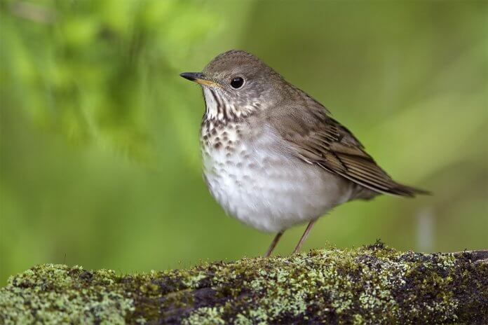 Gray-cheeked thrush is a medium size bird 15 to 17 cm in length, a member of migrant group of with veery and Bicknell’s Thrush.
