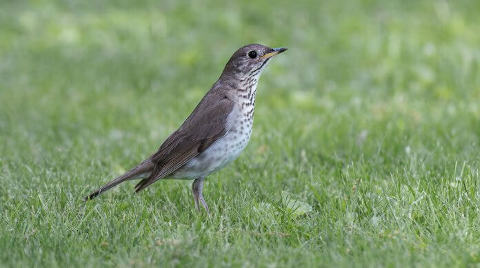 Gray-cheeked Thrush habitat is stunted boreal coniferous forest(primarily spruce), tall scrub in the taiga, willow alder scrub in tundra