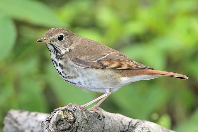 The grey-cheeked thrush diet consists of beetles, weevils, wasps, earthworms, ants, sow bugs, crayfish, caterpillars, arachnids, fruits, and wild cherries, blackberries, and raspberries.