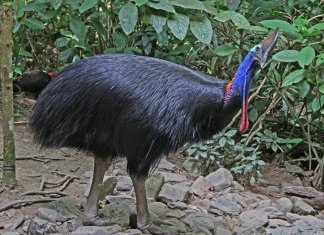 In the tropical rainforest of northeastern Queensland Southern Cassowary (Casuarius casuarius) is difficult to see in the low light.