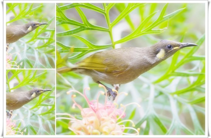 Graceful Honeyeater's natural habitat is tropical to subtropical moist lowland forest and mangrove forest.