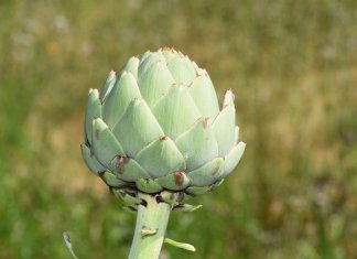 If you ask from any Frenchman about Artichokes Plant, he will tell you, that Artichokes is the friend of the liver.