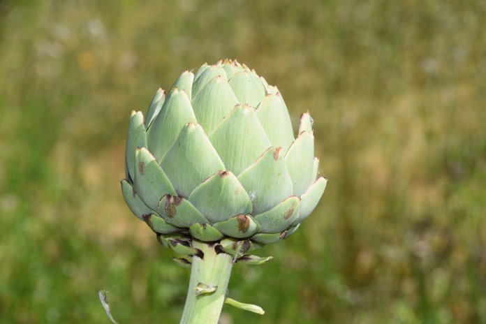 If you ask from any Frenchman about Artichokes Plant, he will tell you, that Artichokes is the friend of the liver.