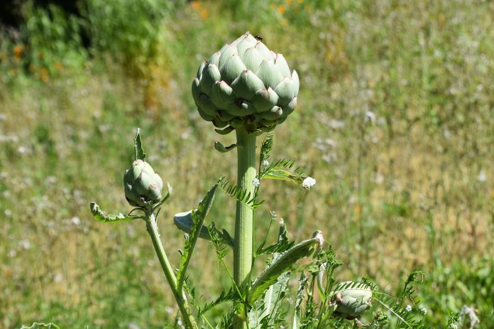 A three Frenchwomen, specialists in pharmacy, published a study of plants used in modern medicine.