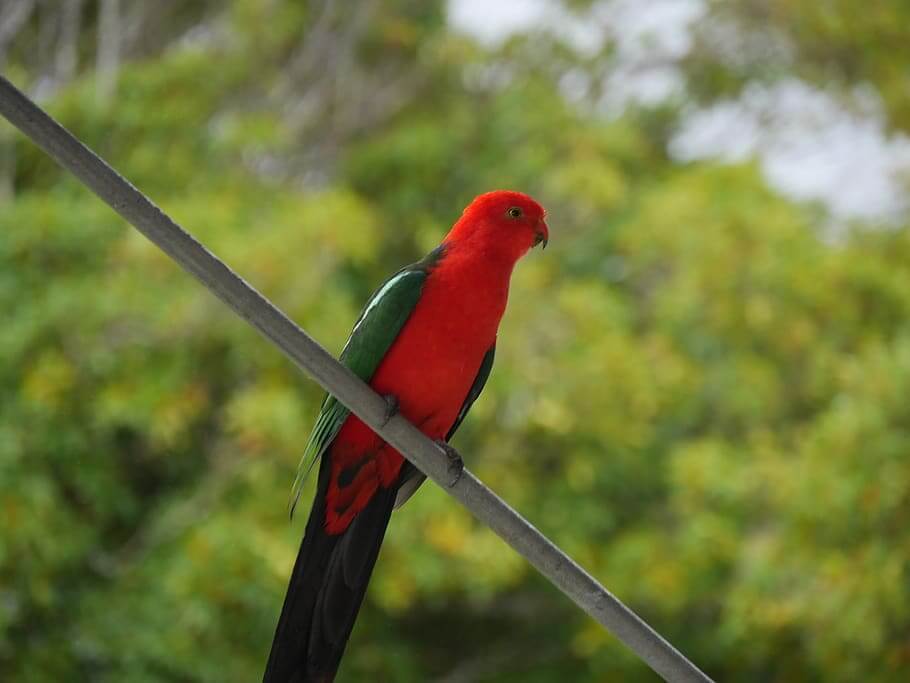 The Red Head Moluccan king parrot is a 35 to 40 cm in length only king parrot without pale blaze across the wing and slender long tail.