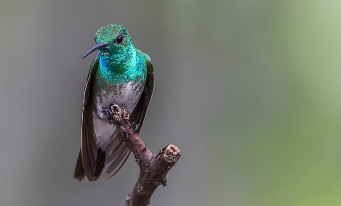 The Mangrove Hummingbird (Amazilia boucardi) is a medium-sized hummingbird, with green upper parts that grade to bronze on the tail.