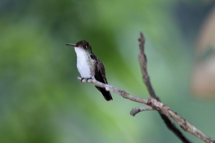 The White-bellied Emerald (Chlorestes candida) resembles the Azure-crowned Hummingbird (Saucerottia cyanocephala) but it is smaller and has all white underparts.
